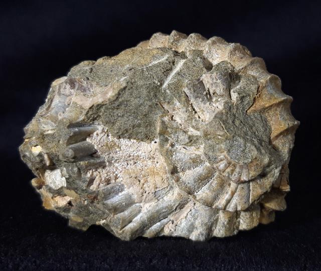 Pavlovia pavlovi (MICHALSKY 1890) - Bild &copy; FossNet FossilienStore